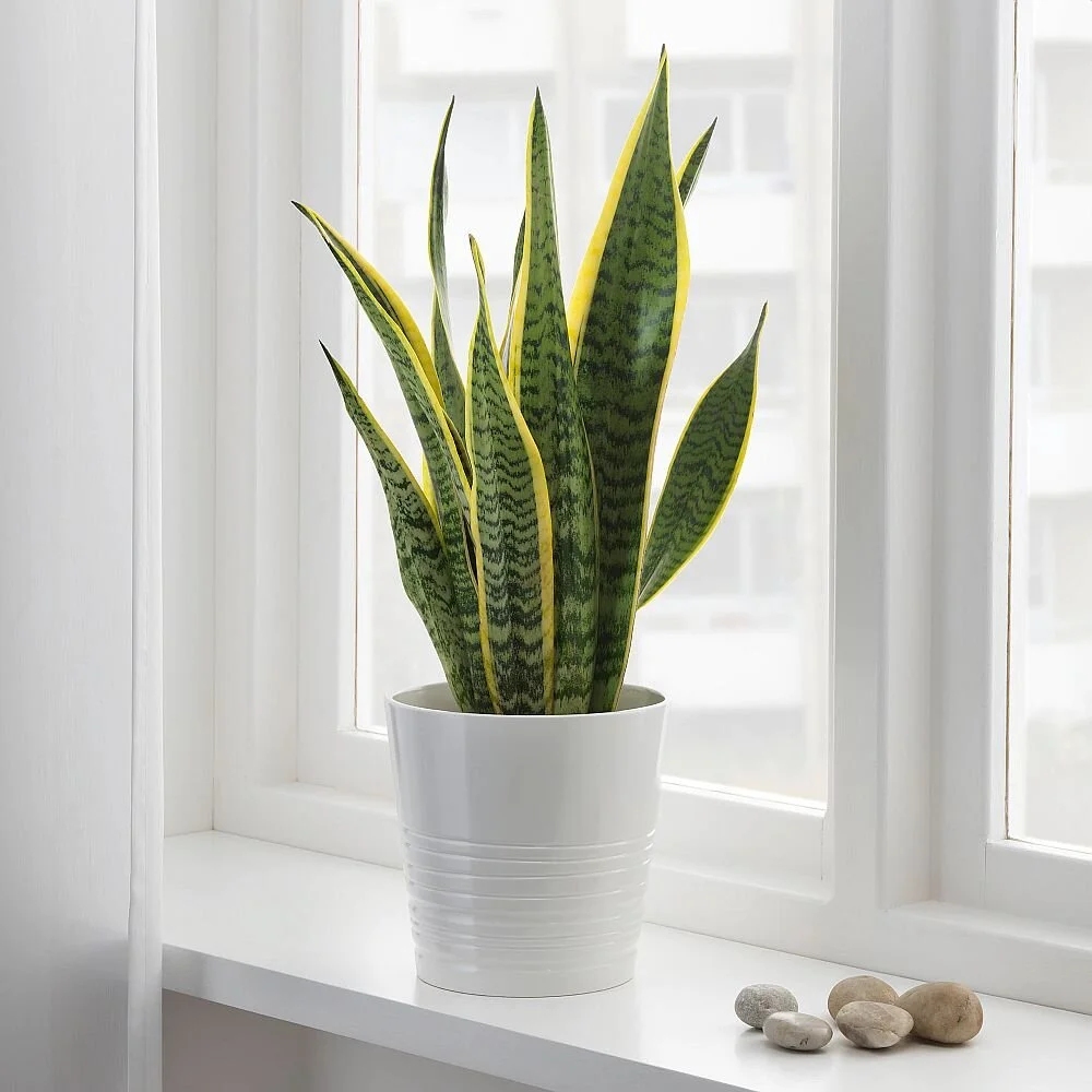 Một số loại cây xanh thường được trồng trong nhà