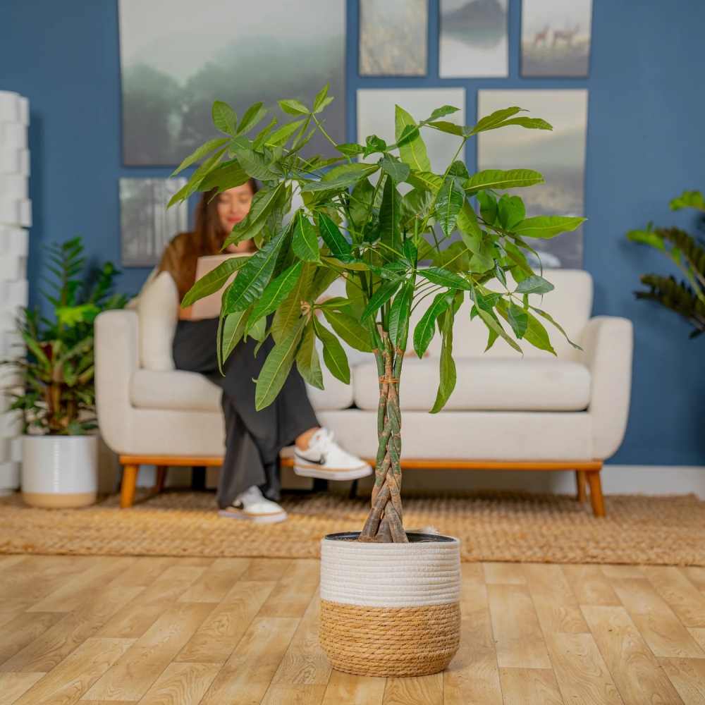 Một số loại cây xanh thường được trồng trong nhà