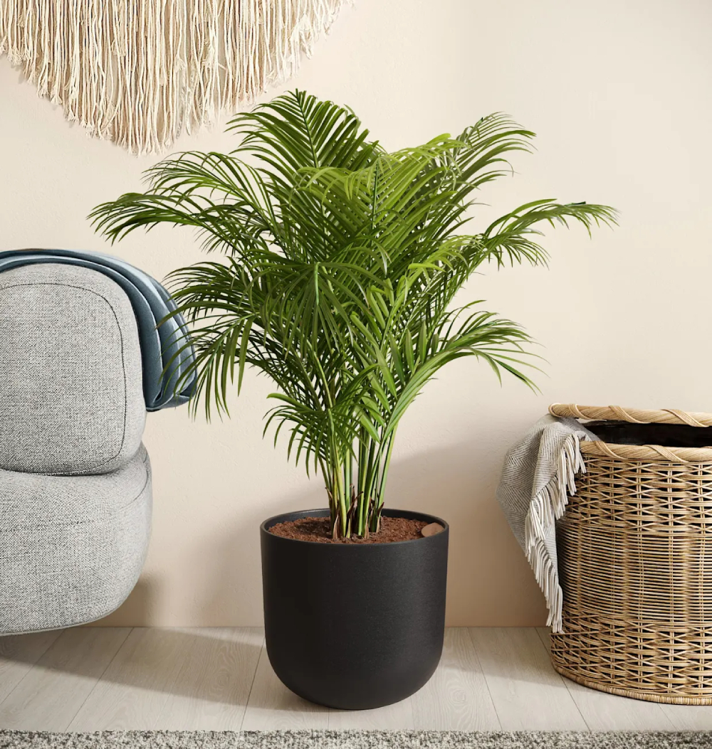 Những cây xanh nên đặt trong nhà