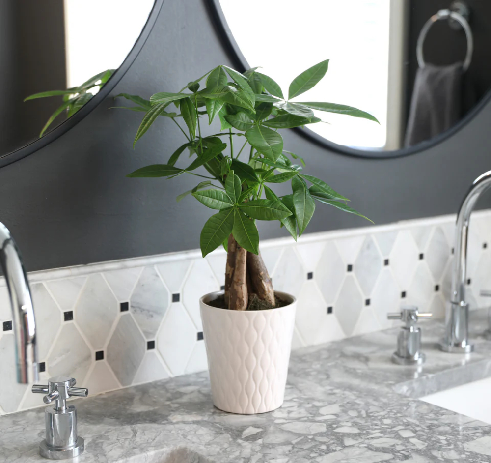 Cách chọn phong thủy cây xanh trong bếp phù hợp