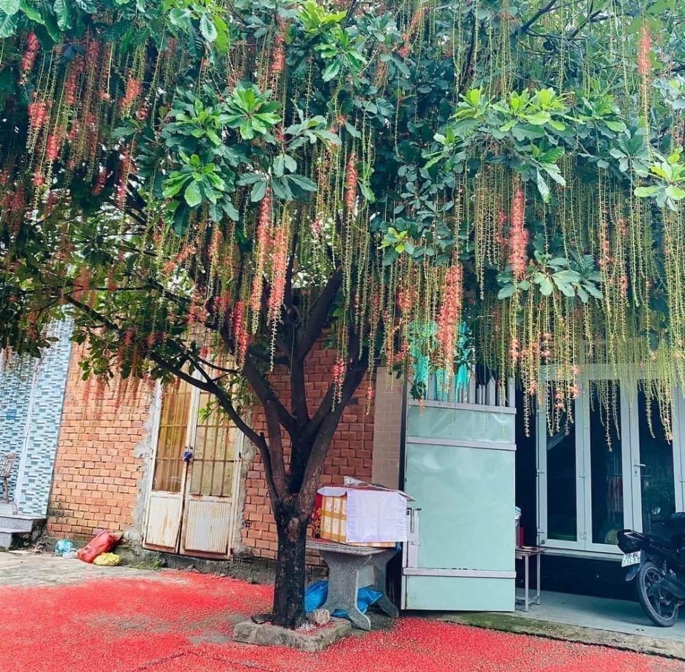 Vị trí đặt cây trước nhà theo phong thủy