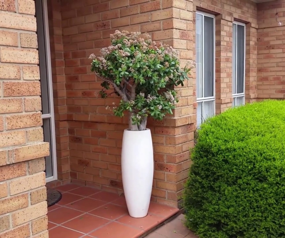 Vị trí đặt cây trước nhà theo phong thủy