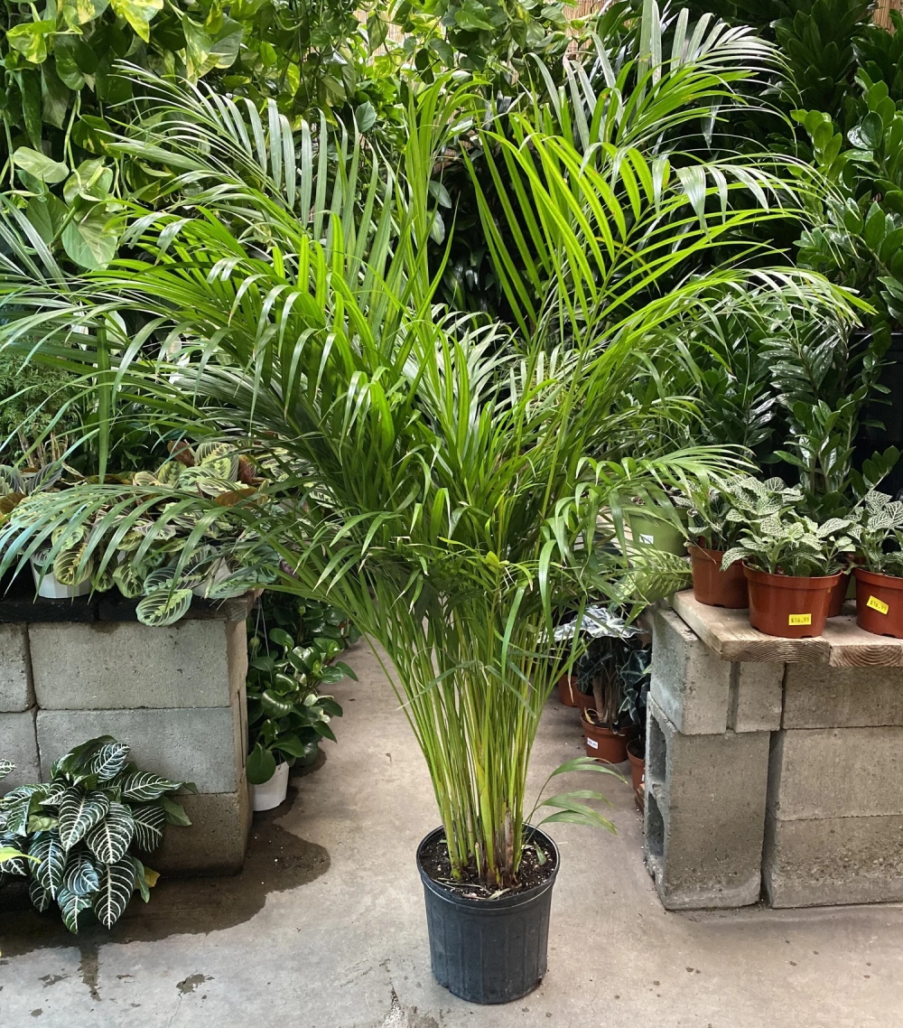 Phong thủy cây xanh trước nhà nên trồng cây gì?