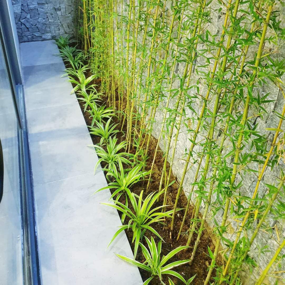 Phong thủy cây xanh trước nhà nên trồng cây gì?