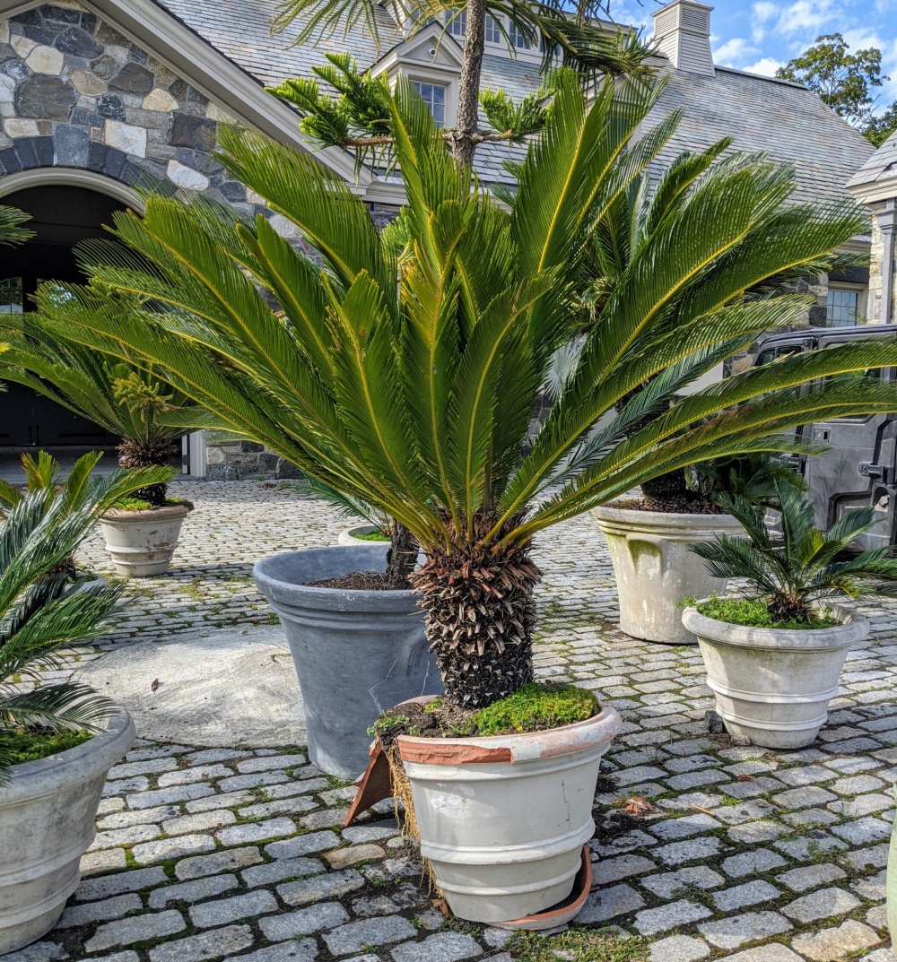 Phong thủy cây xanh trước nhà nên trồng cây gì?