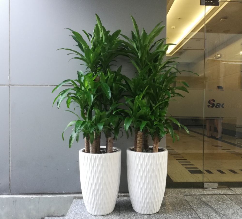 Phong thủy cây xanh trước nhà nên trồng cây gì?