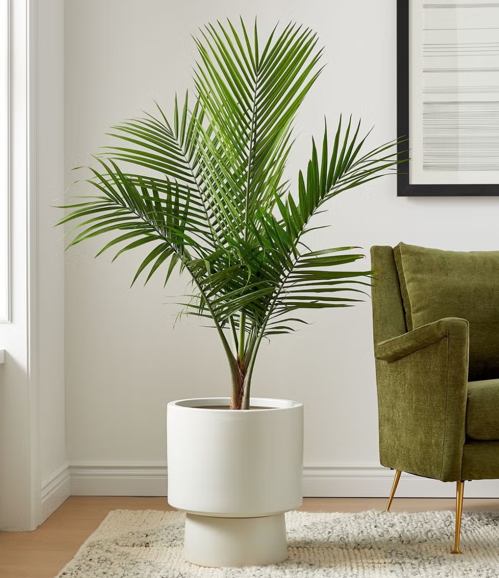 Cách chọn cây xanh phù hợp để trang trí nhà